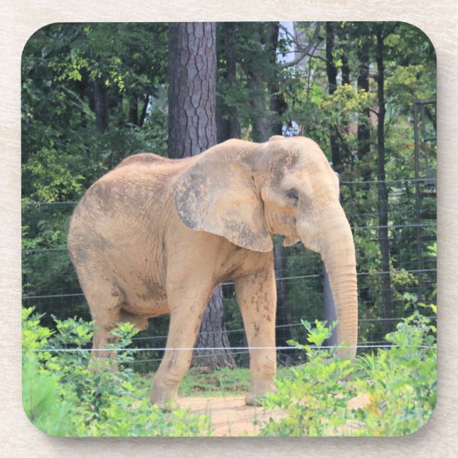 Posavasos Elefante (Frente)