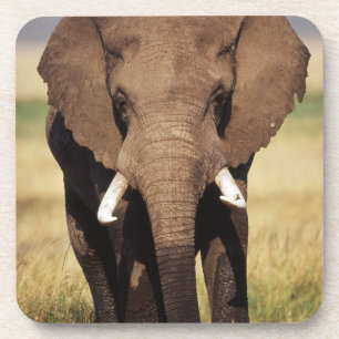 Posavasos Elefante africano de sabana
