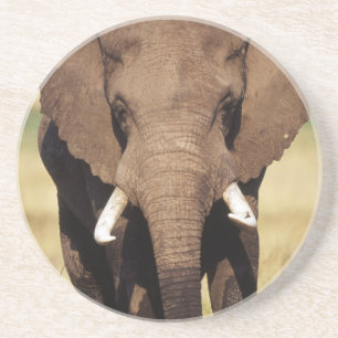 Posavasos Elefante africano de sabana