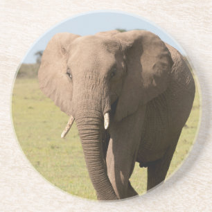 Posavasos Elefante africano (Loxodonta Africana), Maasai