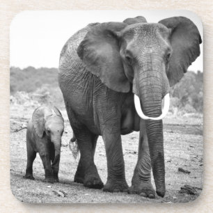 Posavasos Elefante africano y becerros el   Kenia, África