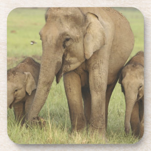 Posavasos Elefante asiático indio y crías