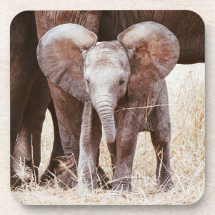 Posavasos Elefante bebé cute elefante africano con mamá