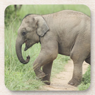 Posavasos Elefante bebé siguiendo a la madre, Corbett