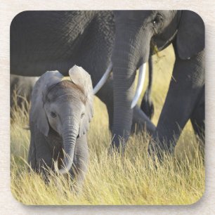 Posavasos Elefante del bebé