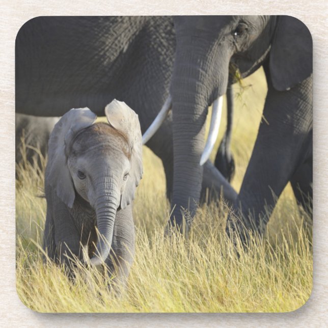 Posavasos Elefante del bebé (Frente)