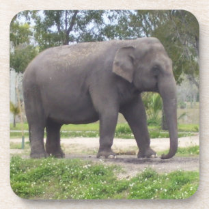 Posavasos Elefante en Paseo de Prado Sombreado