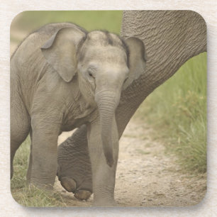 Posavasos Elefante indio / asiático y cría, Corbett 2