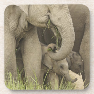 Posavasos Elefante indio / asiático y cría, Corbett 3