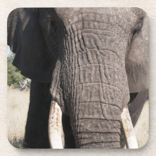 Posavasos Elefante (Loxodonta africana), Abu Camp 3