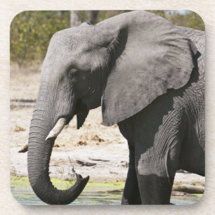Posavasos Elefante (Loxodonta africana), Canal de Savute