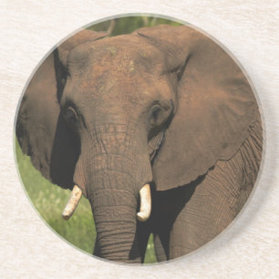 Posavasos Elefante (Loxodonta Africana), Parque Nacional Hwa