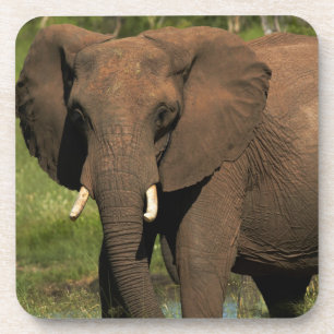 Posavasos Elefante (Loxodonta Africana), Parque Nacional Hwa
