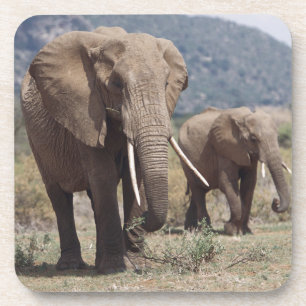 Posavasos Elefante madre caminando con cría de elefante