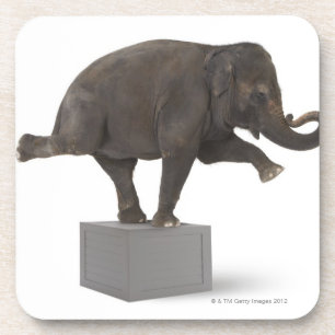 Posavasos Elefante que realiza truco en la caja