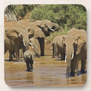Posavasos Elefantes africanos, Loxodonta Africana, Samburu