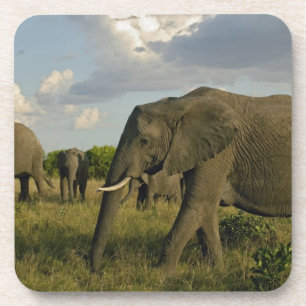 Posavasos Elefantes africanos pastando, Loxodonta africana,