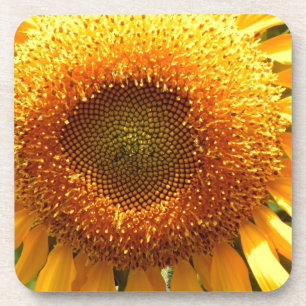 Posavasos Elegante foto de girasol