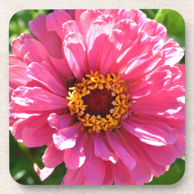 Posavasos Elegante margarita rosa floral retro rosa (Frente)