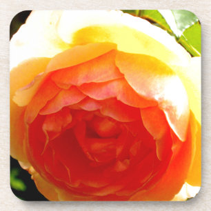 Posavasos Elegante rosa floral de albaricoque rojo de durazn