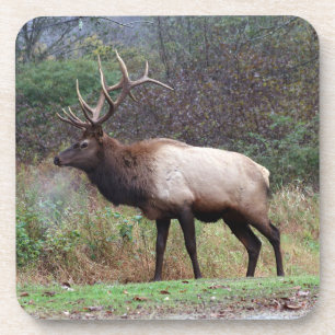 Posavasos Elk Coaster
