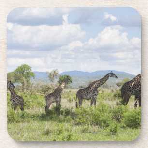 Posavasos En safari en el parque nacional de Mikumi en