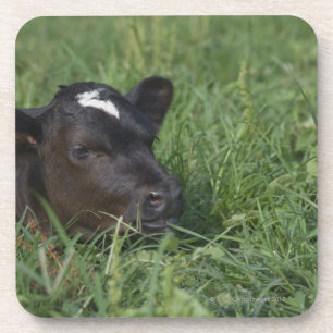 Posavasos En zodiaco chino, 2009 es año de buey