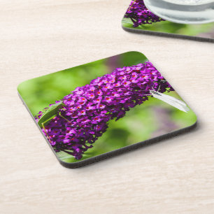 Posavasos energía katydid