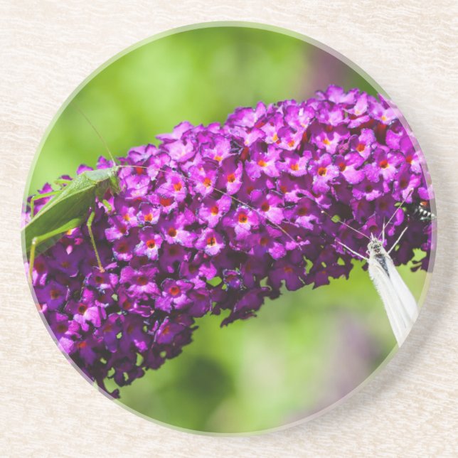 Posavasos energía katydid (Frente)