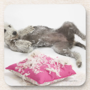 Posavasos Entrenamiento del comportamiento del perro