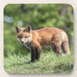 Posavasos Equipo del Fox rojo