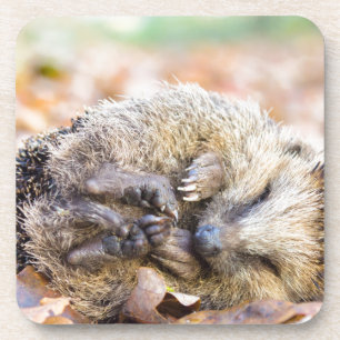 Posavasos Erizo en espiral que miente en las hojas en