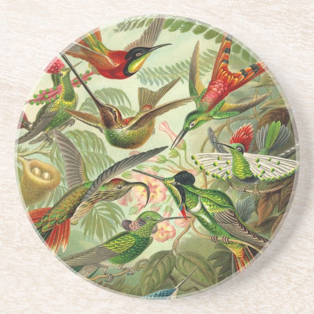 Posavasos Ernst Haeckel Trochilidae (Frente)