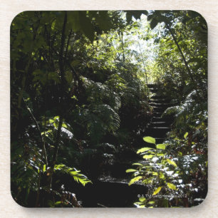 Posavasos Escalera/sendero rústicos en el bosque, luz del
