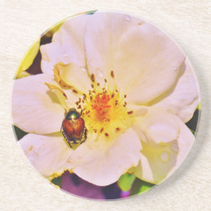 Posavasos Escarabajo japonés sobre rosa blanco