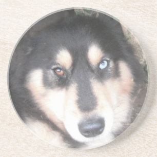 Posavasos Escaramuza Husky Un Ojo Azul Un Ojo Marrón