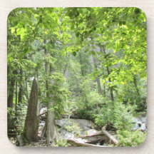 Escena mágica del bosque verde.