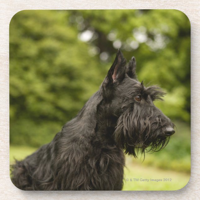 Posavasos Escocés Terrier (Frente)