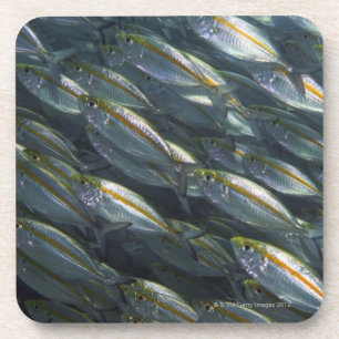 Posavasos Escuela de los enchufes amarillos (Carangoides)