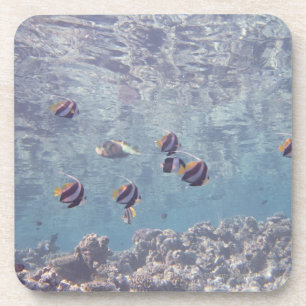 Posavasos Escuela de los pescados 3