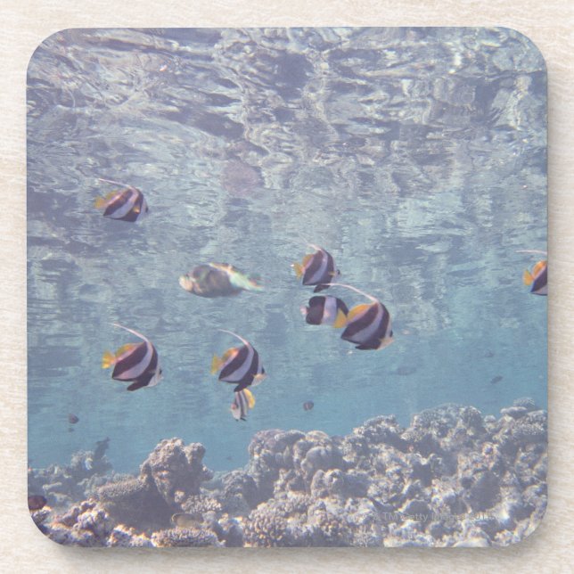 Posavasos Escuela de los pescados 3 (Frente)