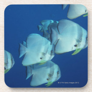Posavasos Escuela de los pescados 5
