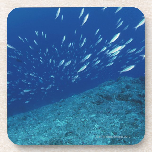 Posavasos Escuela de los pescados 6 (Frente)