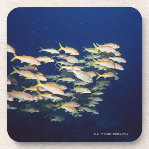 Posavasos Escuela de los pescados 8