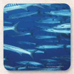 Posavasos Escuela de los pescados 9