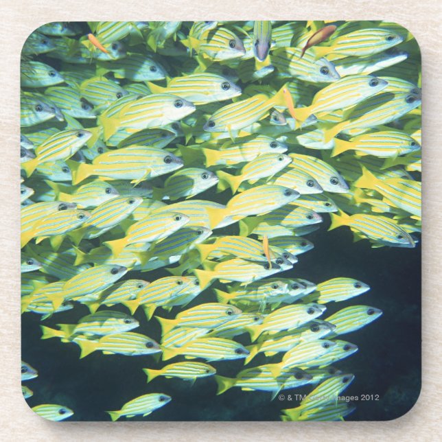 Posavasos Escuela de pescados (Frente)