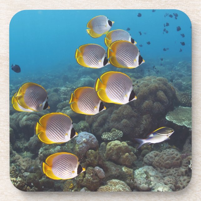 Posavasos Escuela del angelfish (Frente)