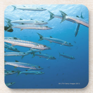 Posavasos Escuela del barracuda del blackfin (qenie del