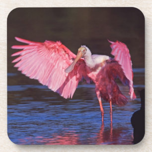 Posavasos Espátula rosada (Ajaia ajaja) con cormorán