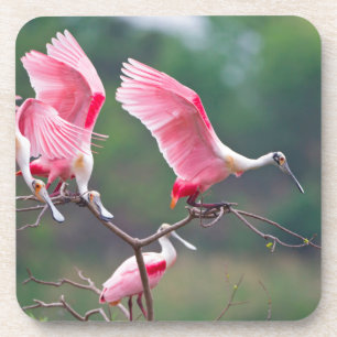 Posavasos Espátulas rosadas (Ajaia Ajaja) aterrizando